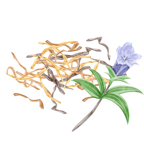 竜胆（リュウタン）