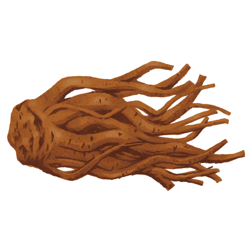 当帰（トウキ）